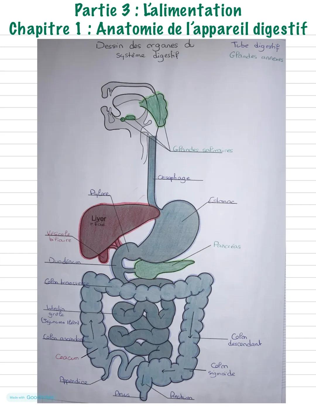 --- OCR Start ---
Partie 3: L'alimentation
Chapitre 1: Anatomie de l'appareil digestif
Made with GOO
Dessin des organes de
Système digestif
