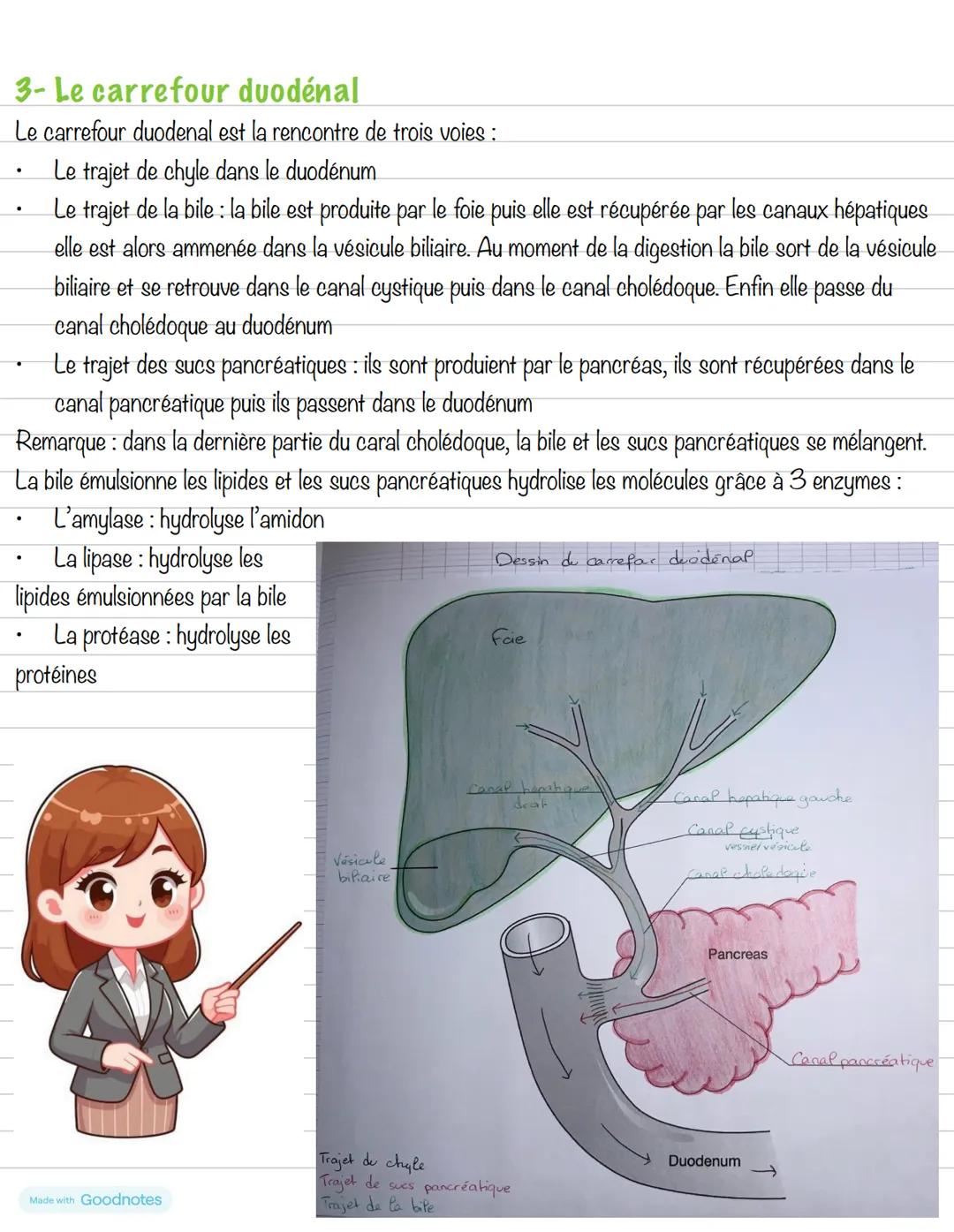 --- OCR Start ---
Partie 3: L'alimentation
Chapitre 1: Anatomie de l'appareil digestif
Made with GOO
Dessin des organes de
Système digestif