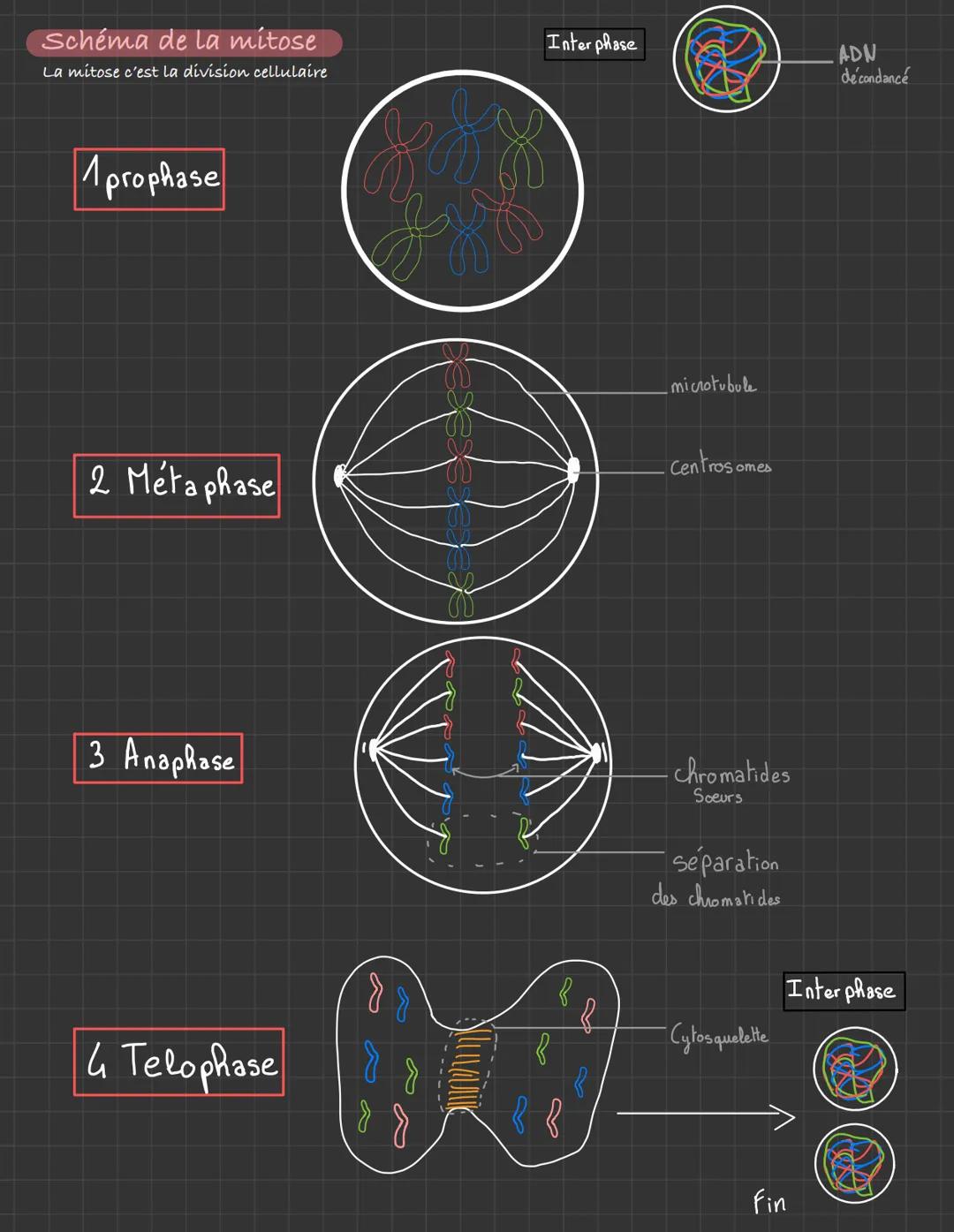 # Schéma de la mitose
La mitose c'est la division cellulaire
1 prophase
Inter phase
ADN
décondancé
2. Méta phase
microtubule
Centros o