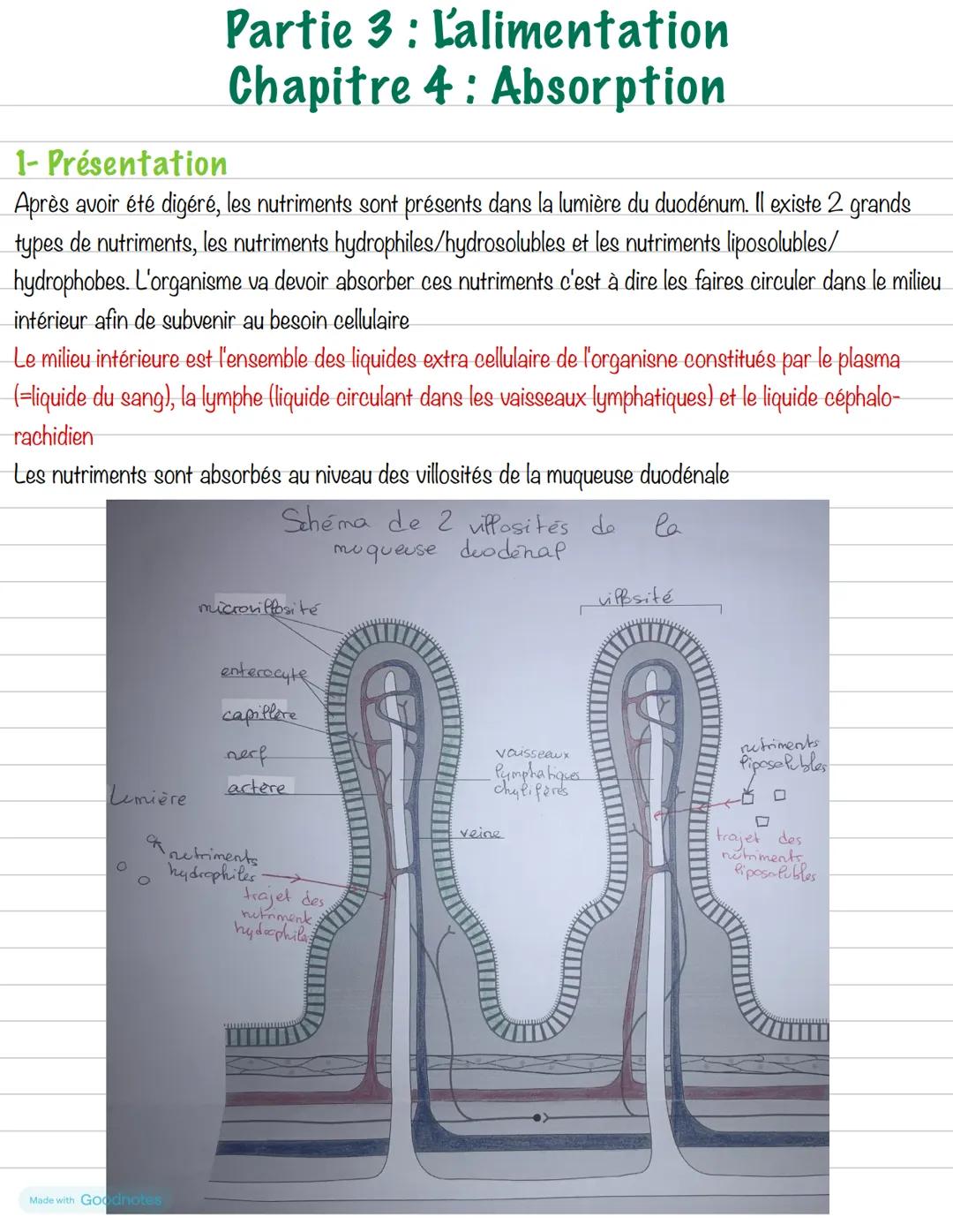 # Partie 3: L'alimentation
# Chapitre 4: Absorption
## 1- Présentation
Après avoir été digéré, les nutriments sont présents dans la lumière