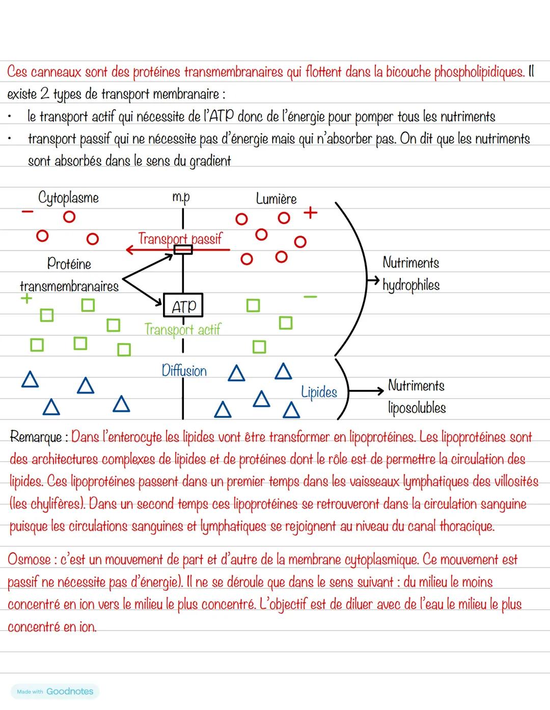 # Partie 3: L'alimentation
# Chapitre 4: Absorption
## 1- Présentation
Après avoir été digéré, les nutriments sont présents dans la lumière