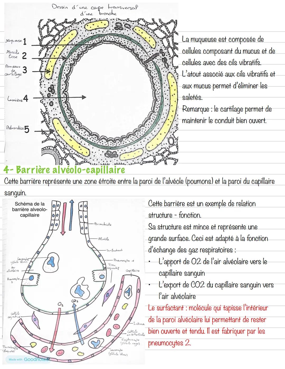 # Partie 5: La respiration
## Chapitre 1: Anatomie et histologie
1- Les voies respiratoires
Schéma de l'appareil respiratoire
Plèvre
Pou