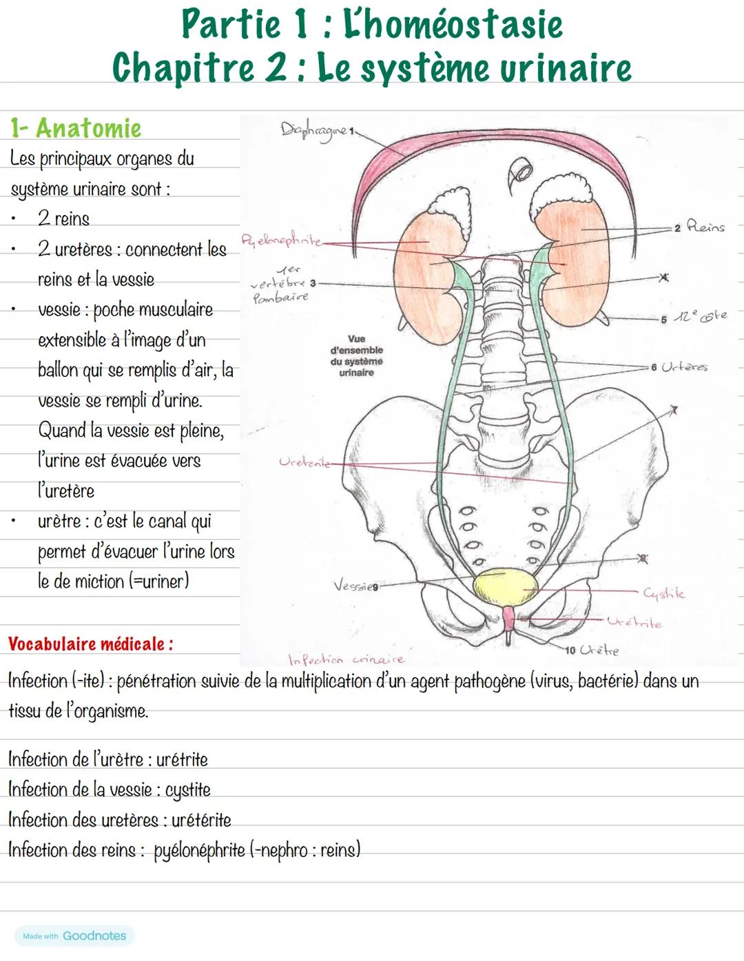 --- OCR Start ---
Partie 1: L'homéostasie
Chapitre 2: Le système urinaire
1- Anatomie
Les principaux organes du
système urinaire sont :
- 2