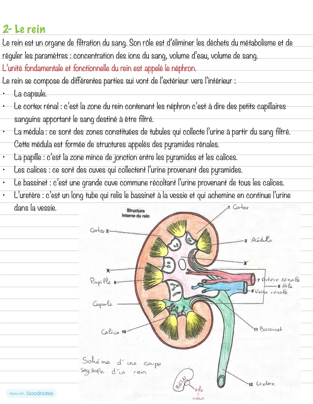 --- OCR Start ---
Partie 1: L'homéostasie
Chapitre 2: Le système urinaire
1- Anatomie
Les principaux organes du
système urinaire sont :
- 2
