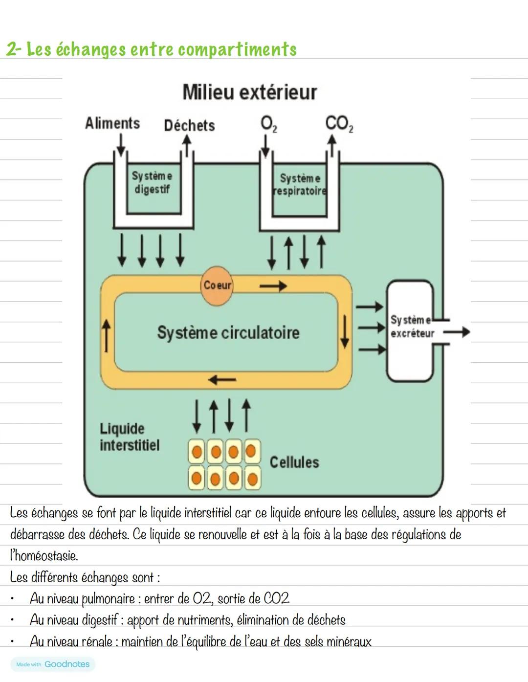 ## 2- Les échanges entre compartiments
## Milieu extérieur
Aliments
Déchets
$O_{2}$
$CO_{2}$
Système
digestif
Liquide
interstitiel
Coeur
Sy