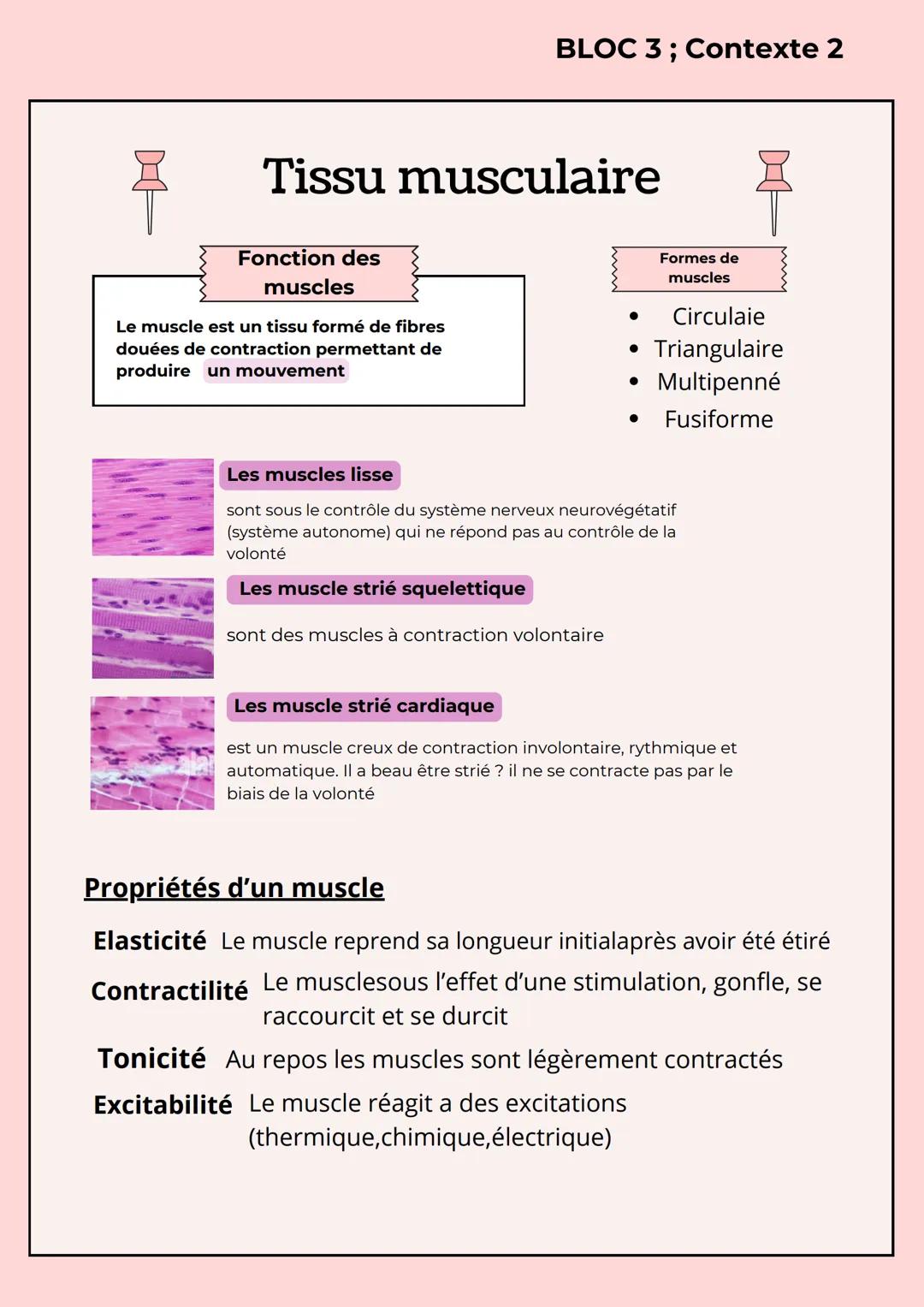 BLOC 3; Contexte 2
Tissu musculaire
Fonction des
muscles
Le muscle est un tissu formé de fibres
douées de contraction permettant de
produ