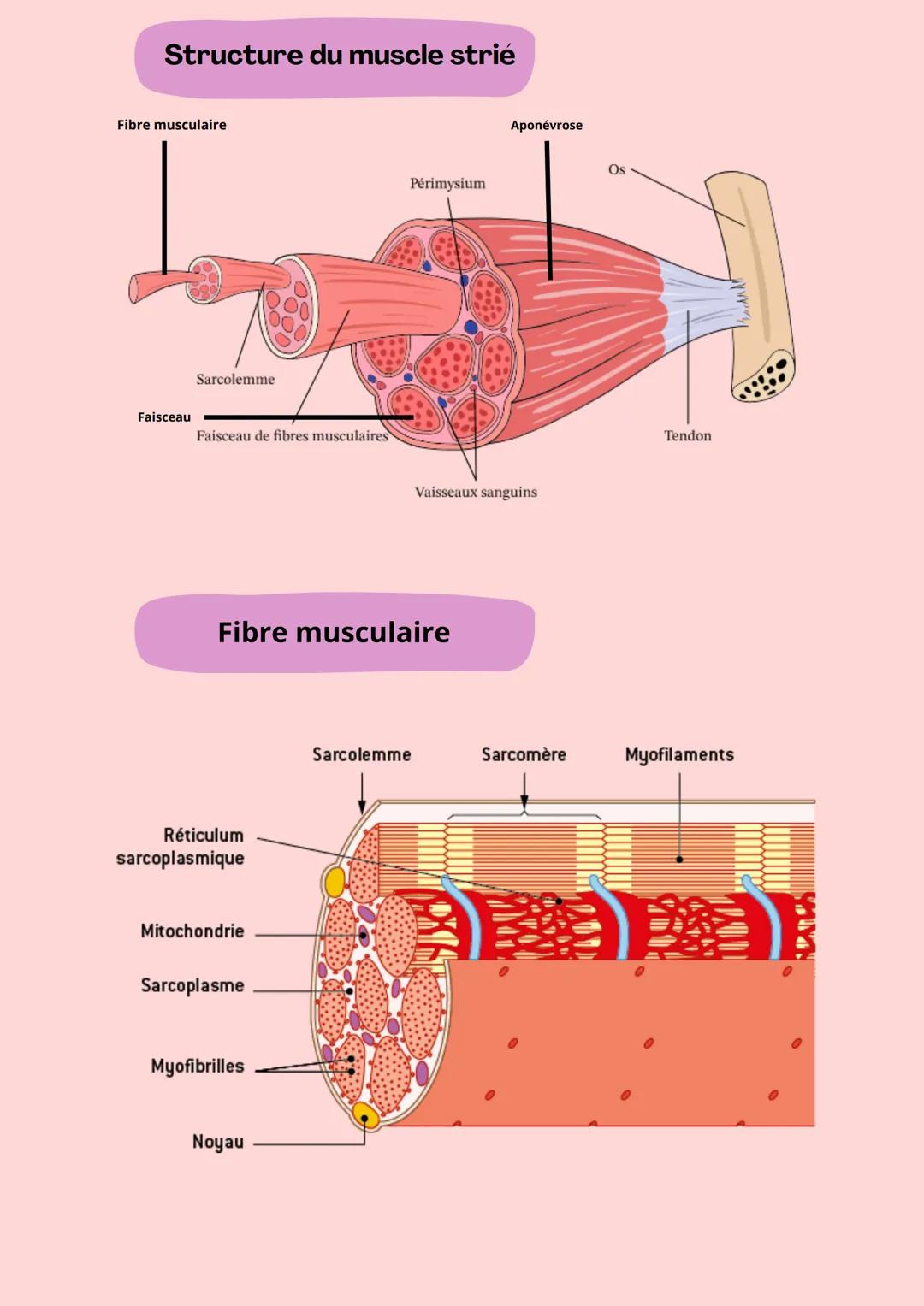BLOC 3; Contexte 2
Tissu musculaire
Fonction des
muscles
Le muscle est un tissu formé de fibres
douées de contraction permettant de
produ
