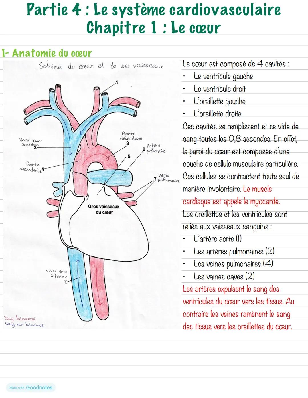 Partie 4: Le système cardiovasculaire
Chapitre 1: Le cœur
1- Anatomie du cœur
Schéma du cœur et de ses vaisseaux
Veine cave
supérieure
Aorte