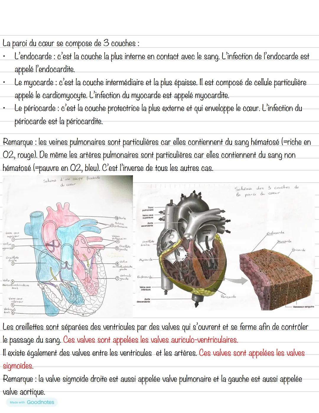 Partie 4: Le système cardiovasculaire
Chapitre 1: Le cœur
1- Anatomie du cœur
Schéma du cœur et de ses vaisseaux
Veine cave
supérieure
Aorte