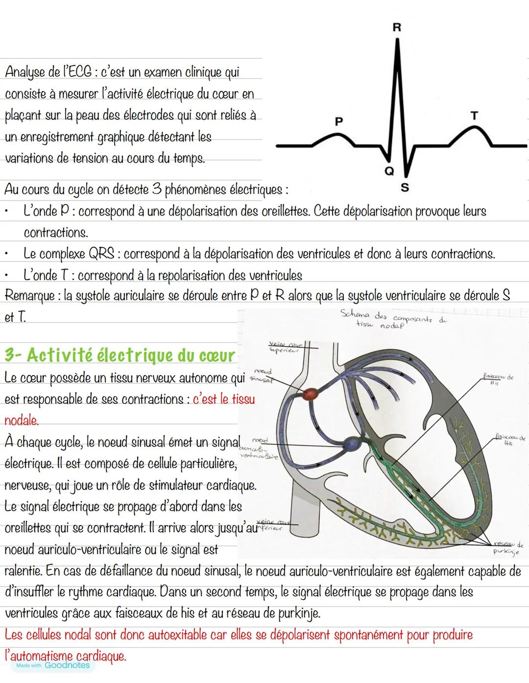 Partie 4: Le système cardiovasculaire
Chapitre 1: Le cœur
1- Anatomie du cœur
Schéma du cœur et de ses vaisseaux
Veine cave
supérieure
Aorte