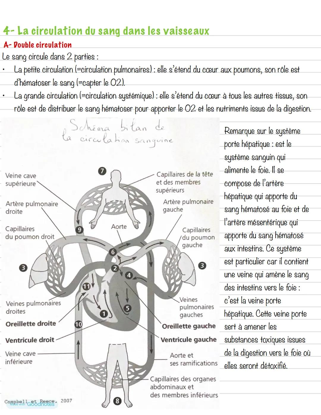 Partie 4: Le système cardiovasculaire
Chapitre 1: Le cœur
1- Anatomie du cœur
Schéma du cœur et de ses vaisseaux
Veine cave
supérieure
Aorte
