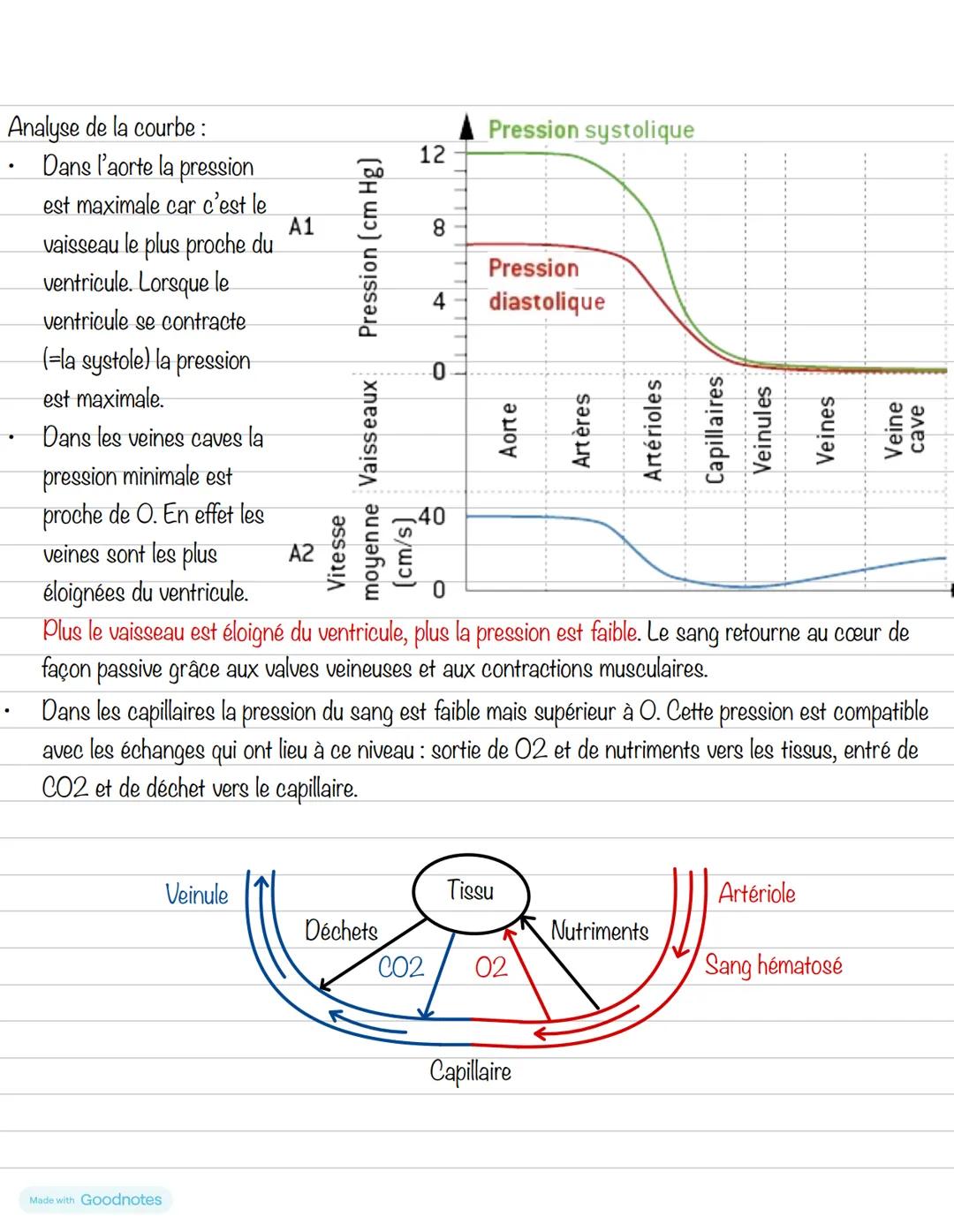 Partie 4: Le système cardiovasculaire
Chapitre 1: Le cœur
1- Anatomie du cœur
Schéma du cœur et de ses vaisseaux
Veine cave
supérieure
Aorte