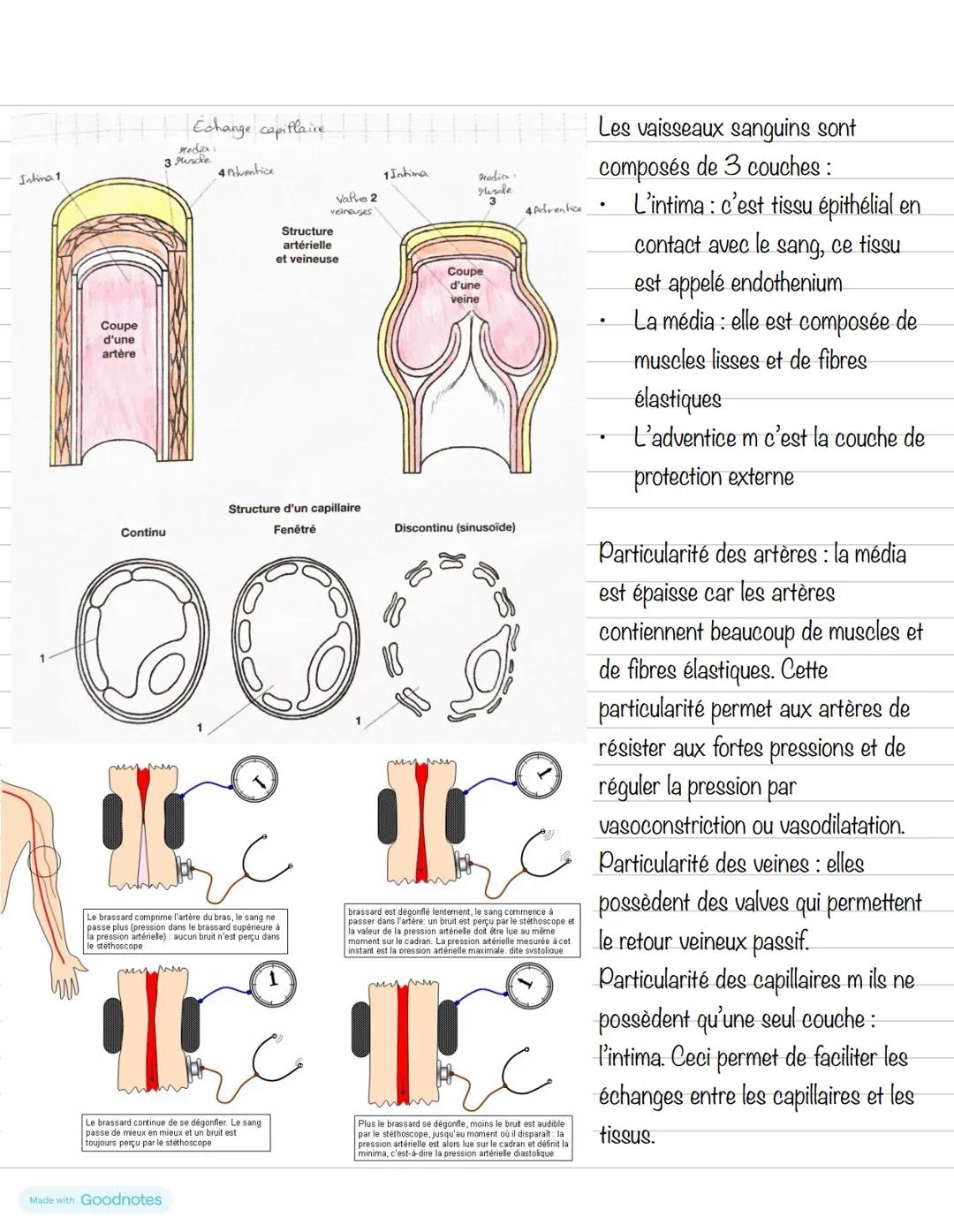 Partie 4: Le système cardiovasculaire
Chapitre 1: Le cœur
1- Anatomie du cœur
Schéma du cœur et de ses vaisseaux
Veine cave
supérieure
Aorte