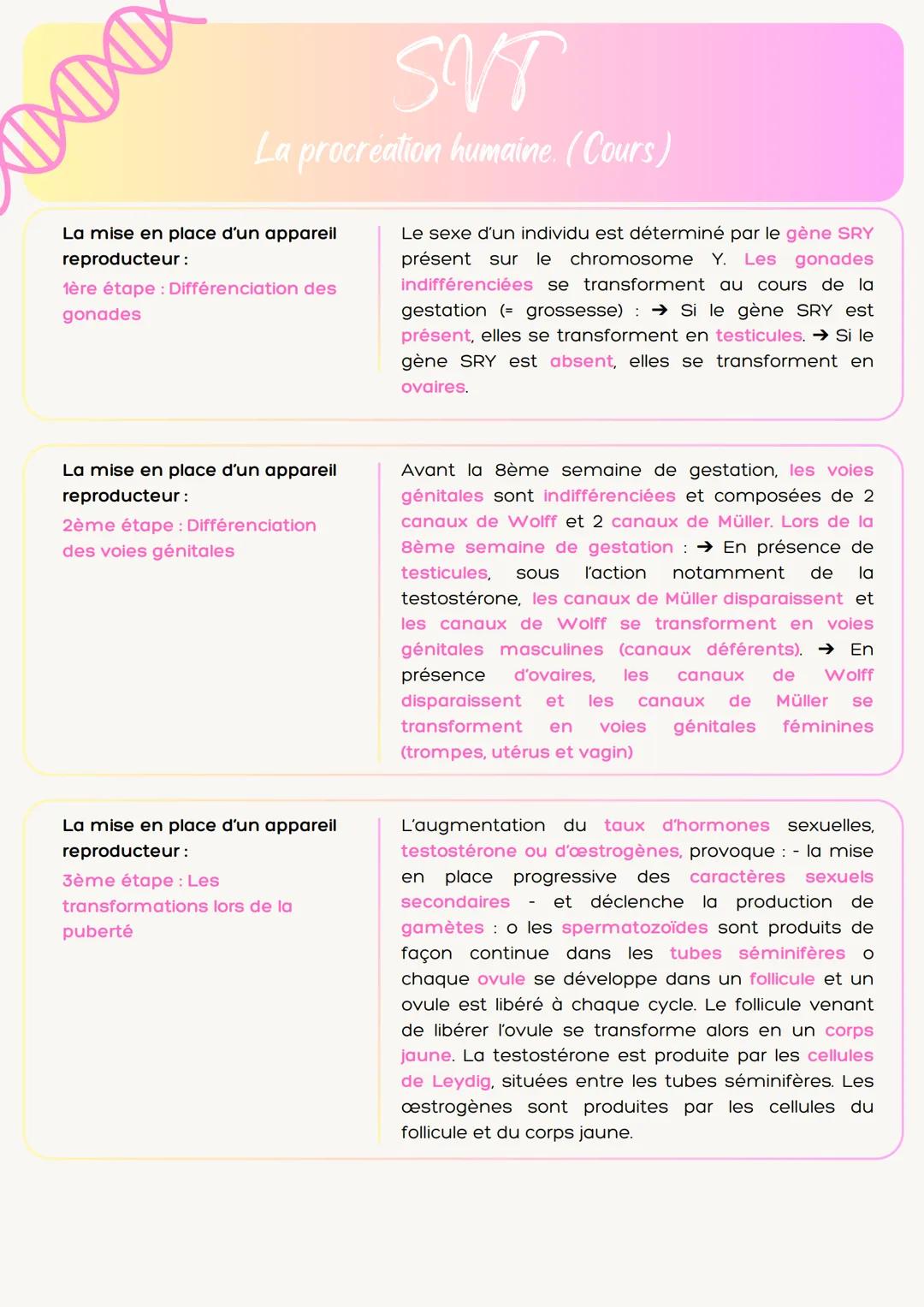 # 100
SVT
La procréation humaine. (Cours)
La mise en place d'un appareil
reproducteur:
1ère étape: Différenciation des
gonades
Le sexe