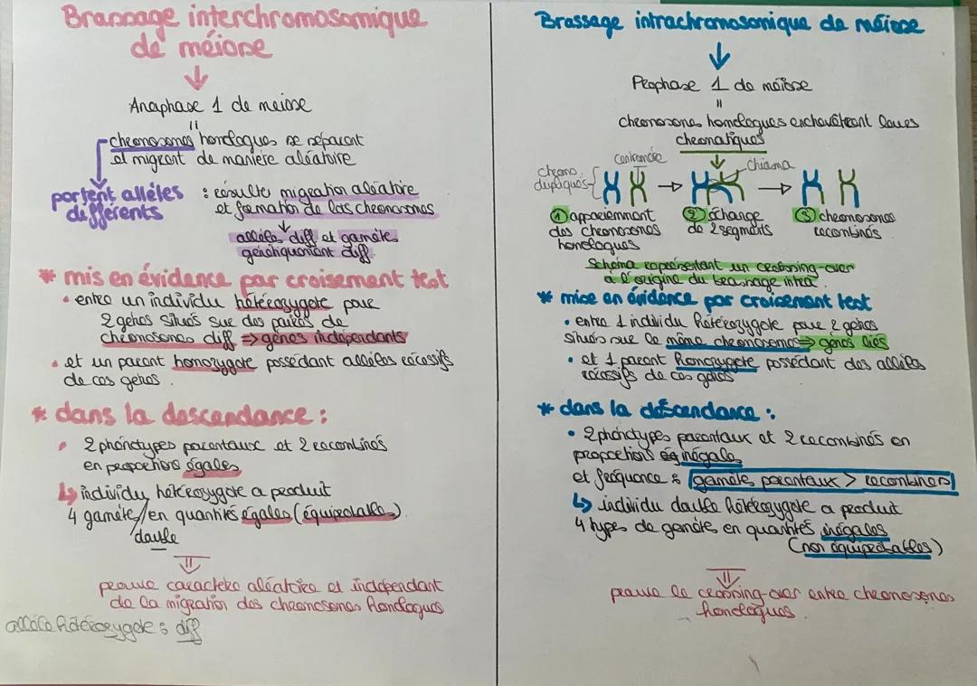 Génétique : brassages inter et intra chromosomique