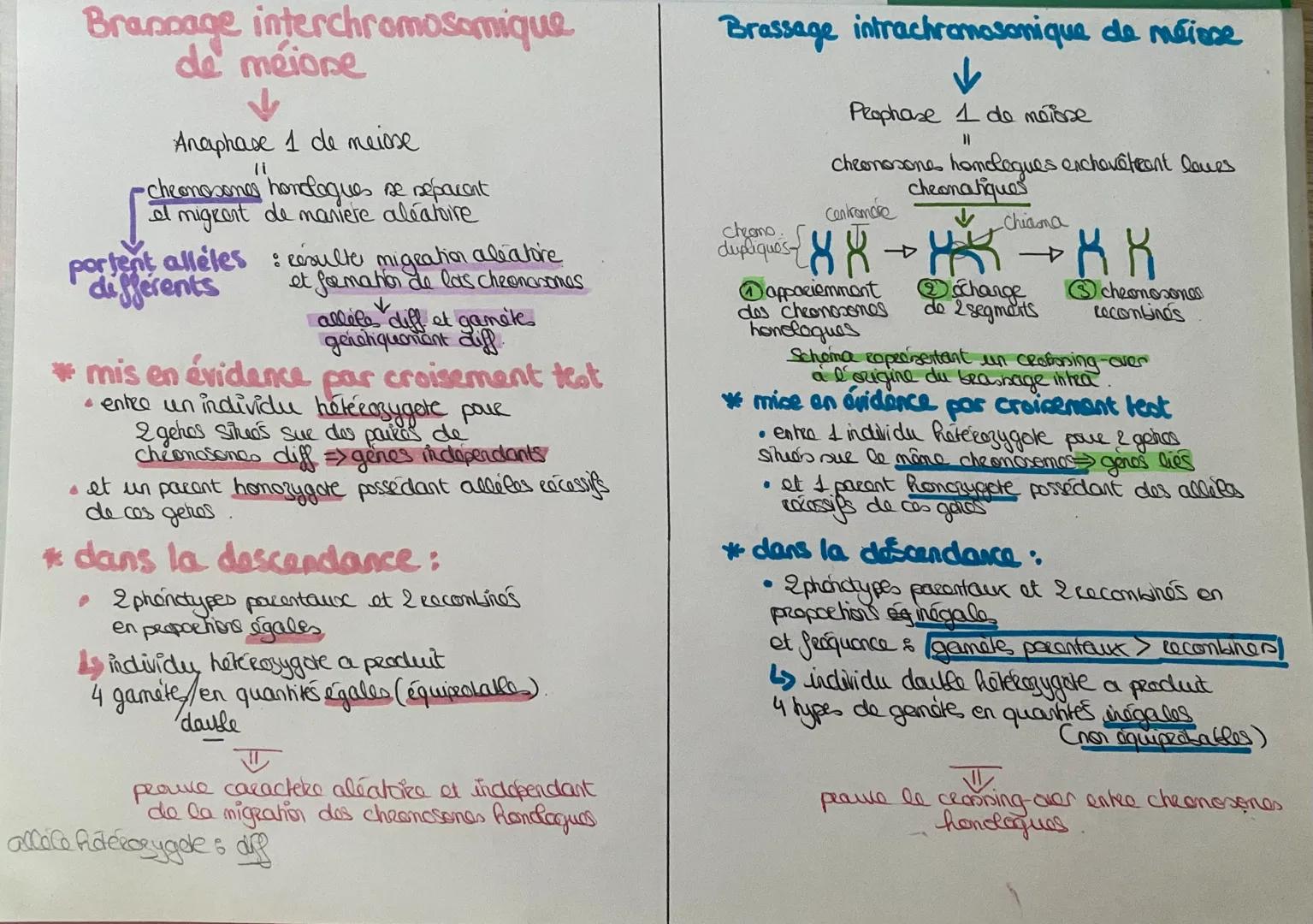 # Brannage interchromosomique
de méione
↓
Anaphase 1 de meiose
11
cheonosones honologues se repacent
el migrant de maniere aléatoire
portent