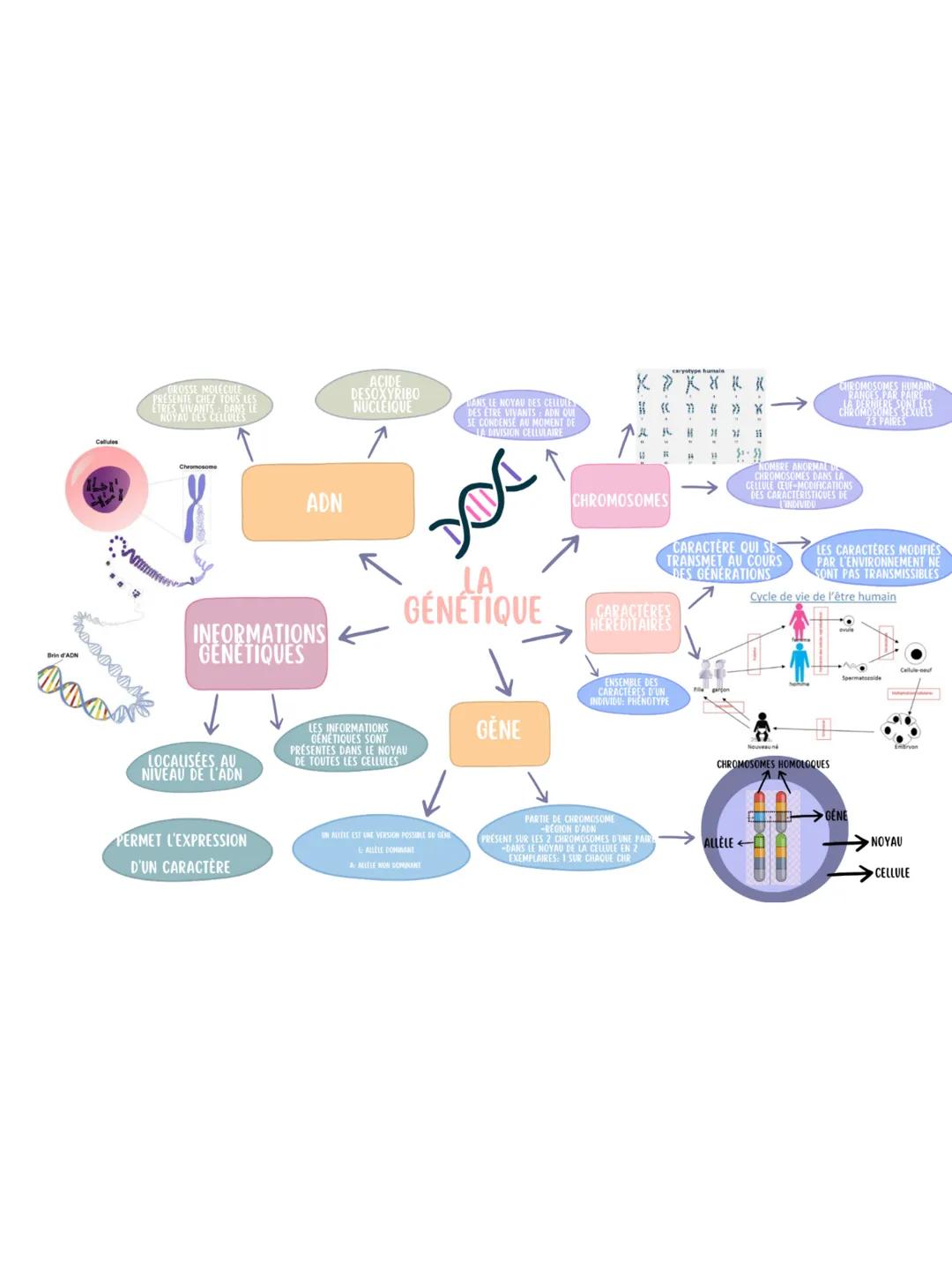 ADN
INFORMATIONS
GENETIQUES
ACIDE
DESOXYRIBO
NUCLEIQUE
NOYAU
ENSE AU MOMENT
LA BRVISION CELLULAIRE
TA
LA
GENETIQUE
LOCALISÉES AU
NIVEAU