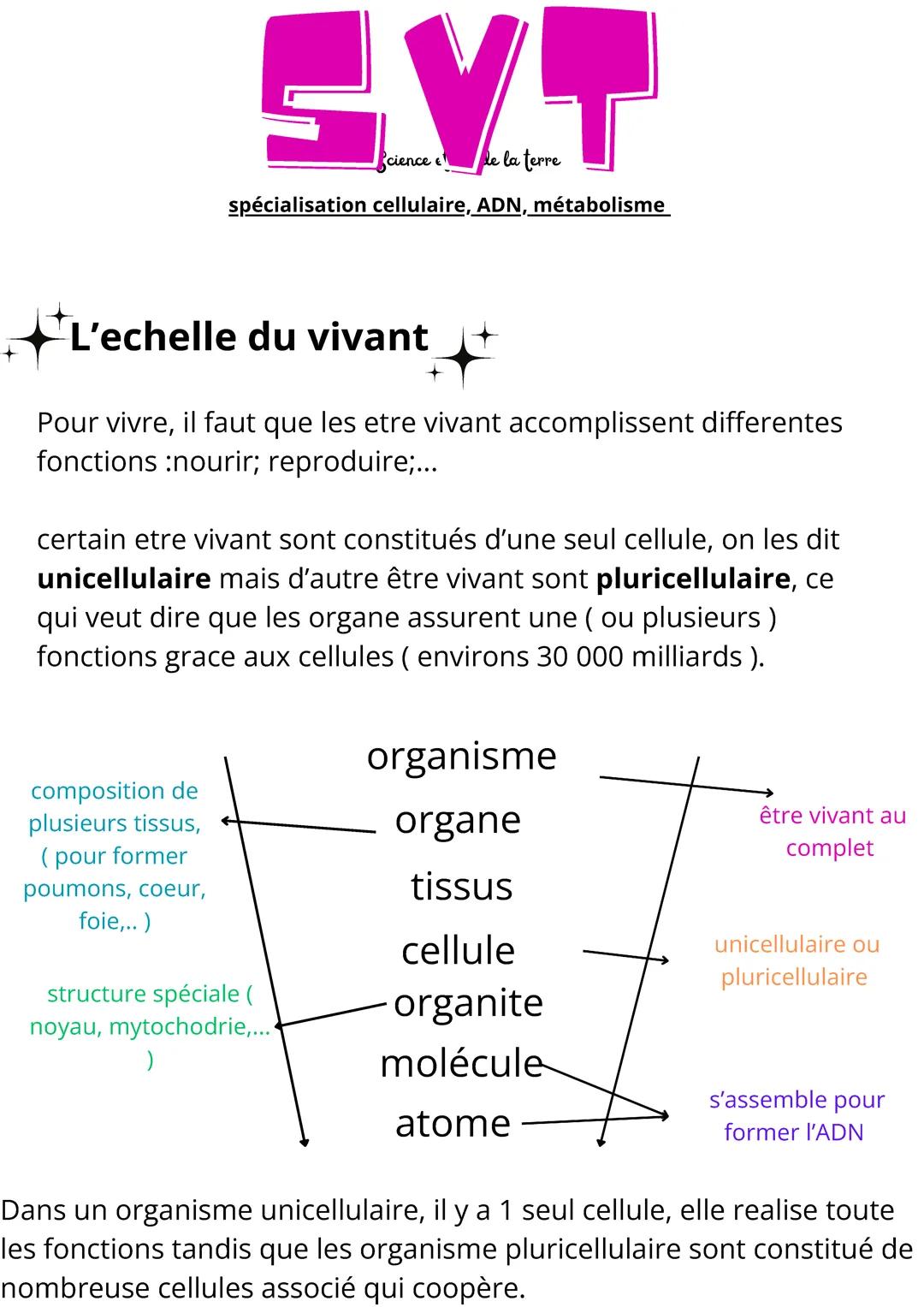 Spécialisation cellulaire, ADN, metabolisme