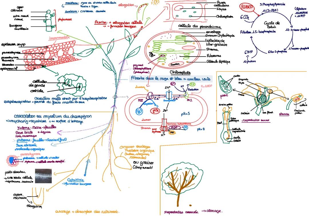 La plante sauvage a la plante domestiquée, terminale SPÉ