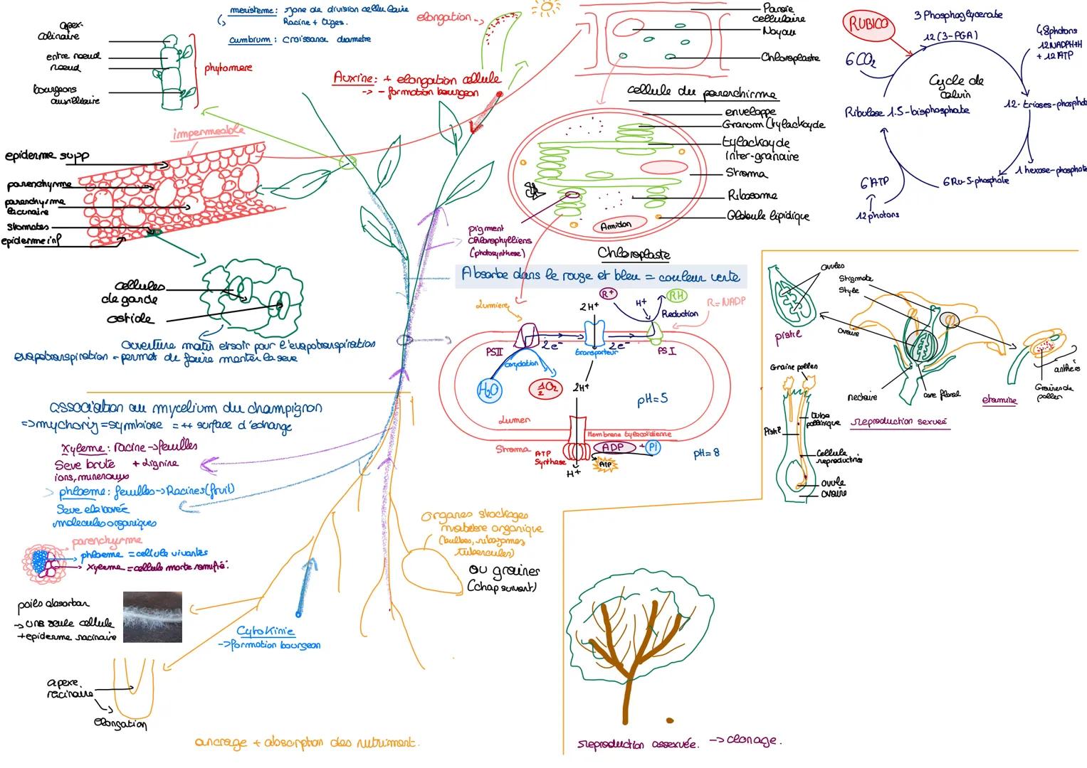--- OCR Start ---
apex-
Colinaire
entre noeud
noeud
bourgeons
auxillibuire
(
meristeme: Jone de division cellu Cavie
Racine + Oiges.
Cumbrum