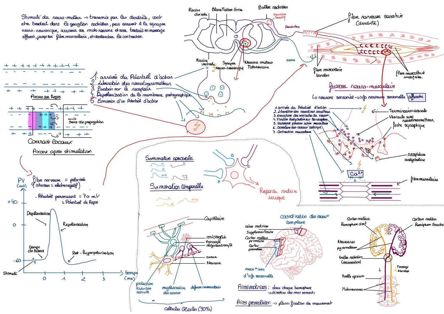 Stimuli du neuro-moteur -> transmis par les derdrite, vont
etre tradunt dans le ganglion rachidien, pei's arrevert à la synapse
neuro-neuron