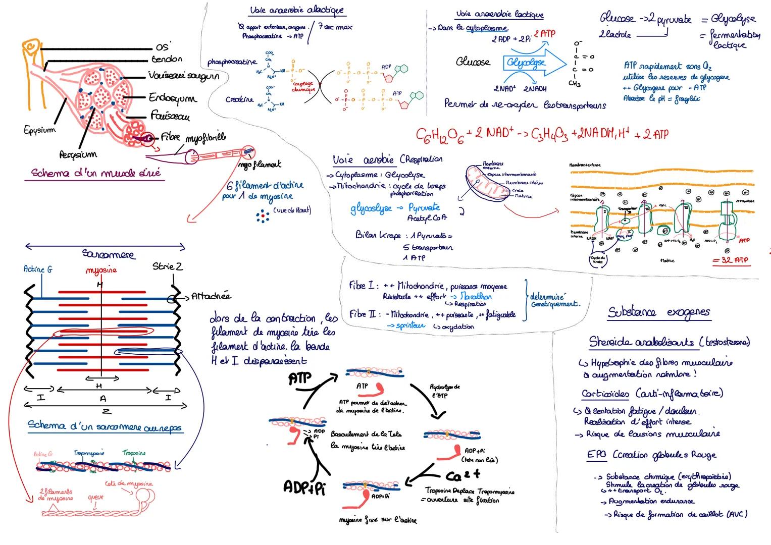# Voie anaerobie alactique
&apport exterieur, oxуделя / 7 sec max
Phosphocreatine ATP
phosphocreatine
ADP
Couplage
chimique
Creekine