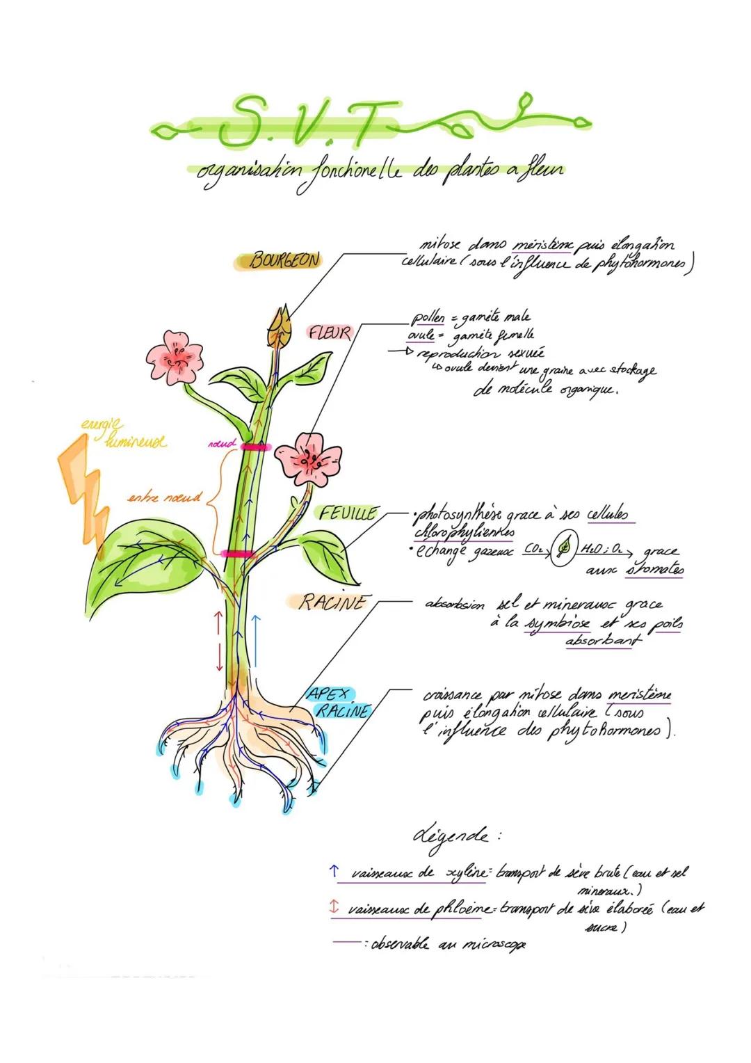 energie
lumineur
entre naud
S.V.T
organisation fonchonelle des plantes a fleur
BOURGEON
FLEUR
mitose dans meristem puis elongation
cel