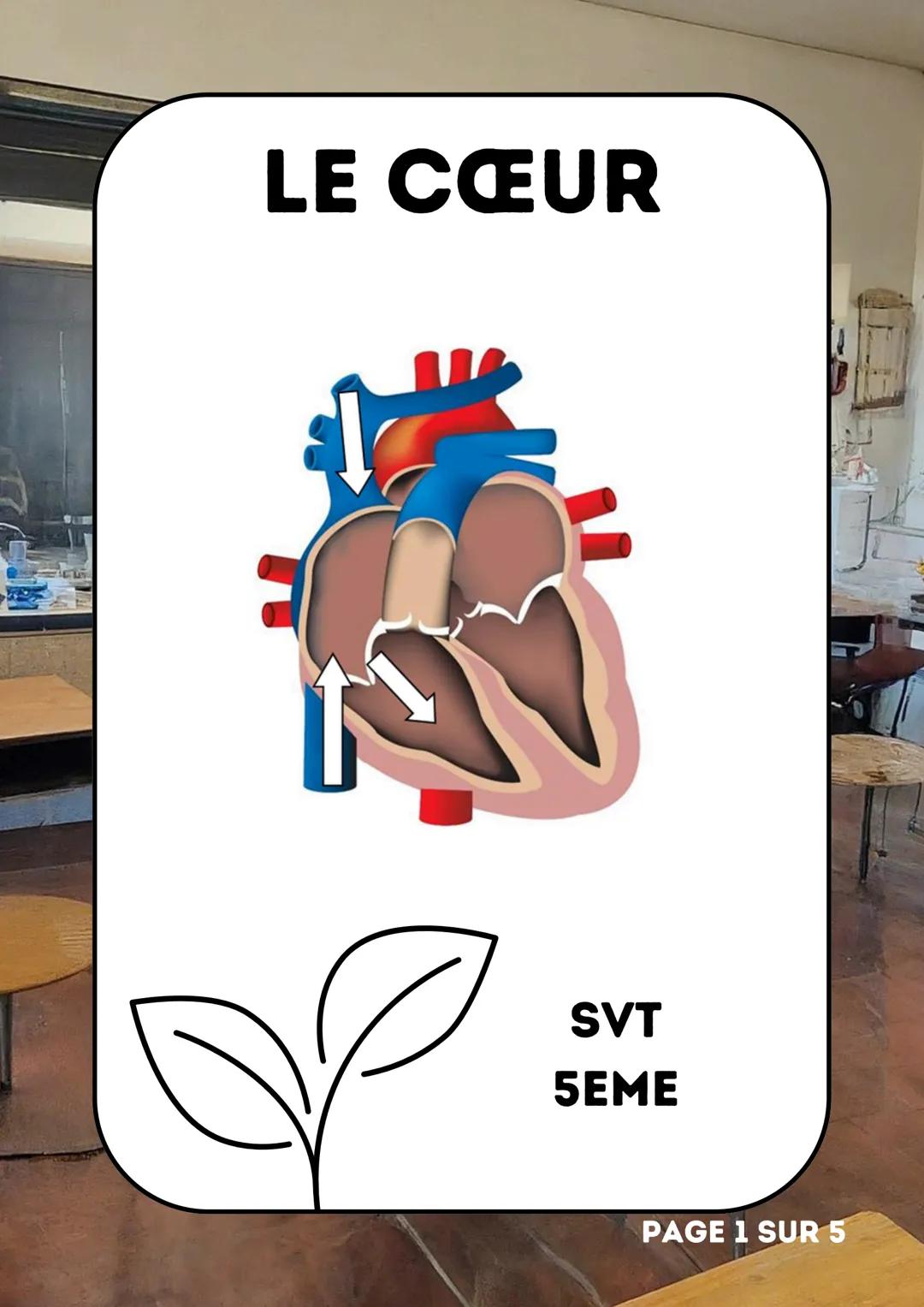 # LE CŒUR
SVT
5EME
PAGE 1 SUR 5 # LÉGENDE
1 : VEINES PULMONAIRES
2 : OREILLETTE GAUCHE
3 : VALVE MITRALE
4 : VENTRICULE GAUCHE
5 : VALVU