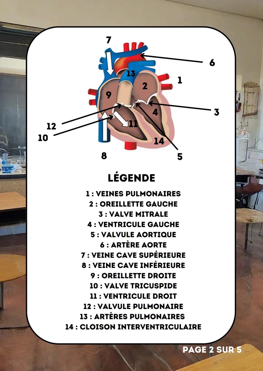 # LE CŒUR
SVT
5EME
PAGE 1 SUR 5 # LÉGENDE
1 : VEINES PULMONAIRES
2 : OREILLETTE GAUCHE
3 : VALVE MITRALE
4 : VENTRICULE GAUCHE
5 : VALVU