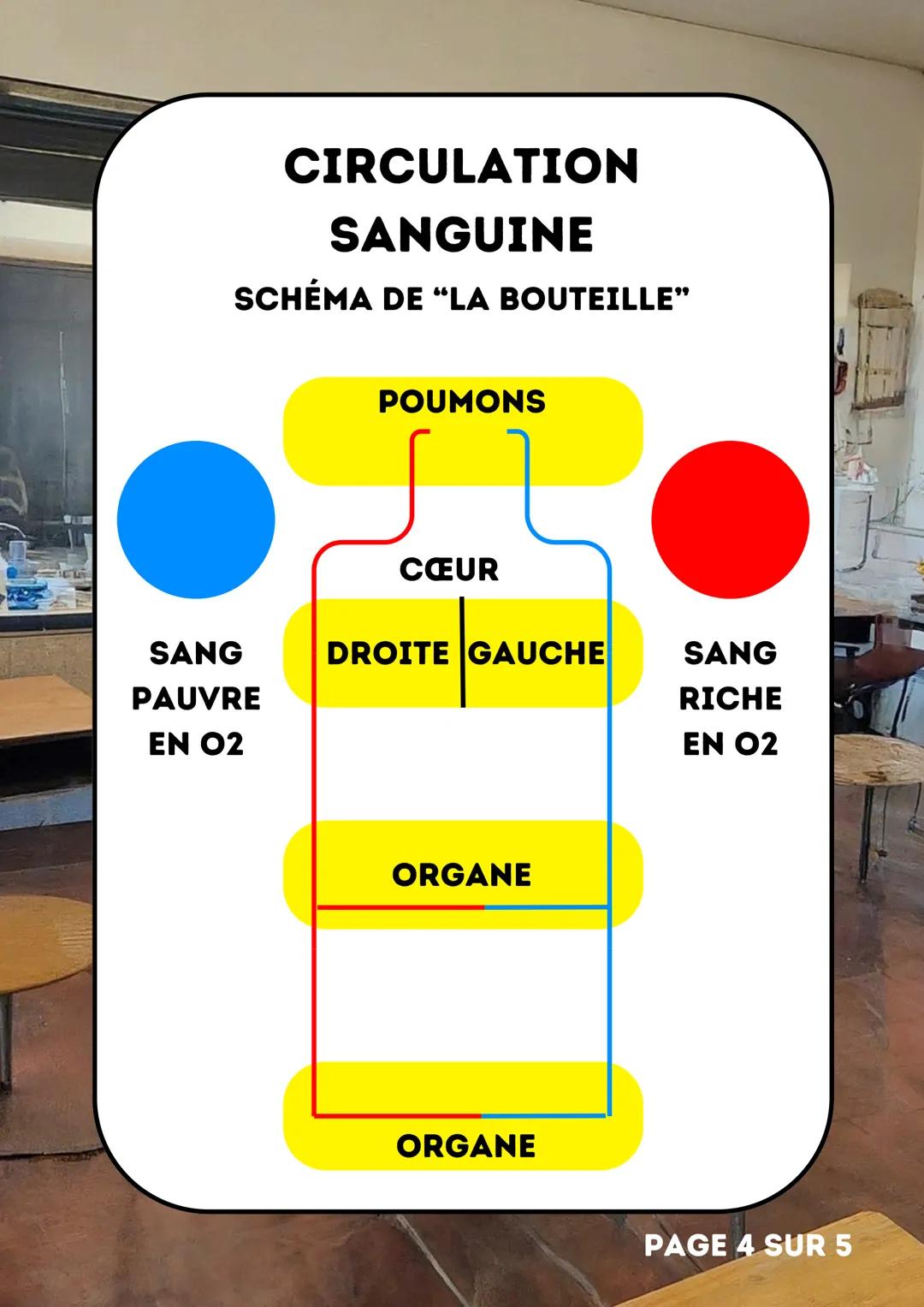 # LE CŒUR
SVT
5EME
PAGE 1 SUR 5 # LÉGENDE
1 : VEINES PULMONAIRES
2 : OREILLETTE GAUCHE
3 : VALVE MITRALE
4 : VENTRICULE GAUCHE
5 : VALVU