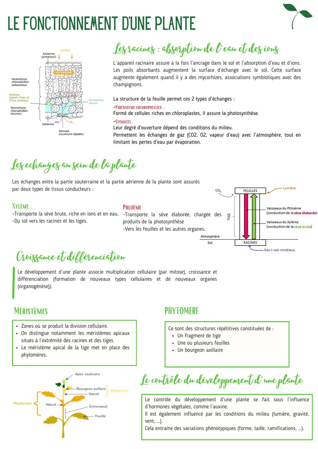 # LE FONCTIONNEMENT D'UNE PLANTE
# Les racines : absorption de l'eau et des ions
L'appareil racinaire assure à la fois l'ancrage dans le so