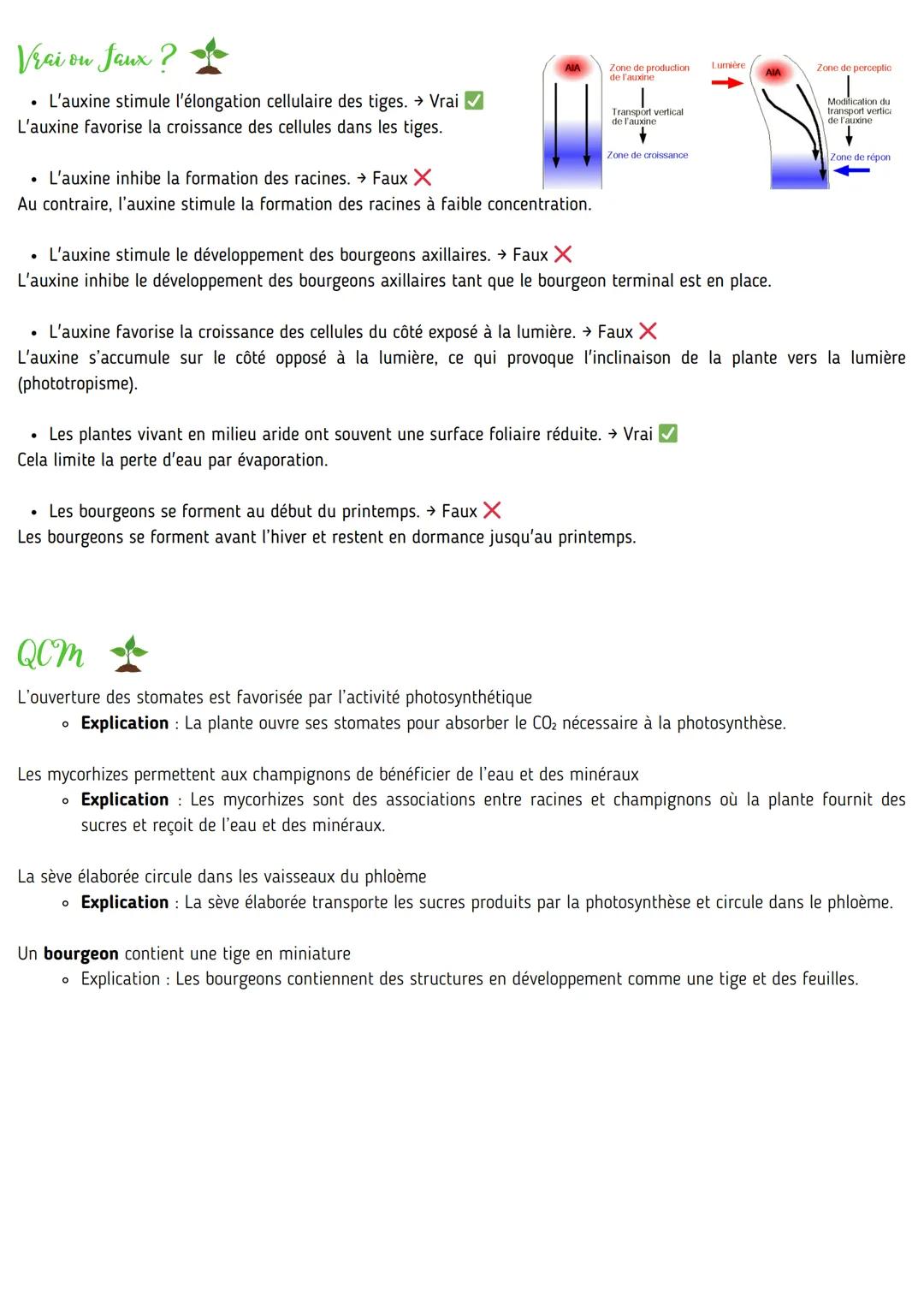 # LE FONCTIONNEMENT D'UNE PLANTE
# Les racines : absorption de l'eau et des ions
L'appareil racinaire assure à la fois l'ancrage dans le so