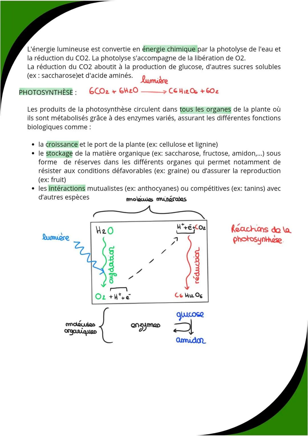 # Photosynthèse
Pour grandir et fabriquer la sève élaborée la plante doit produire de la matière
organique grâce à la photosynthèse
Les vé