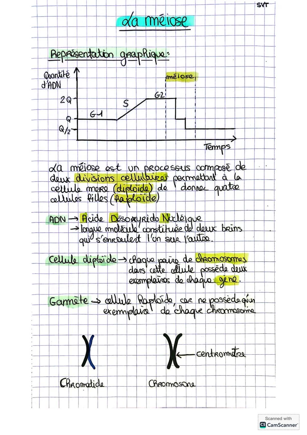 --- OCR Start ---
SVT
La méiose
Représentation graphique:
Qoantité ↑
meiose
d'ADN
G2
2Q
S
G1 Q
Q/2
Temps
La méiose est un processus composé