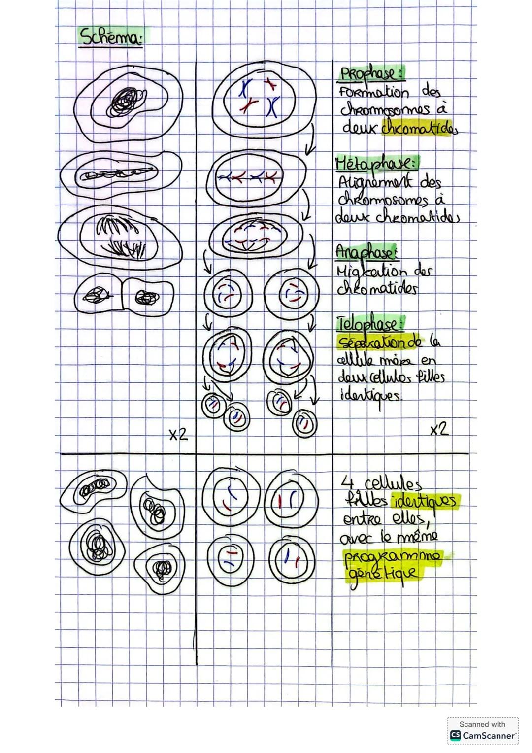 --- OCR Start ---
SVT
La méiose
Représentation graphique:
Qoantité ↑
meiose
d'ADN
G2
2Q
S
G1 Q
Q/2
Temps
La méiose est un processus composé