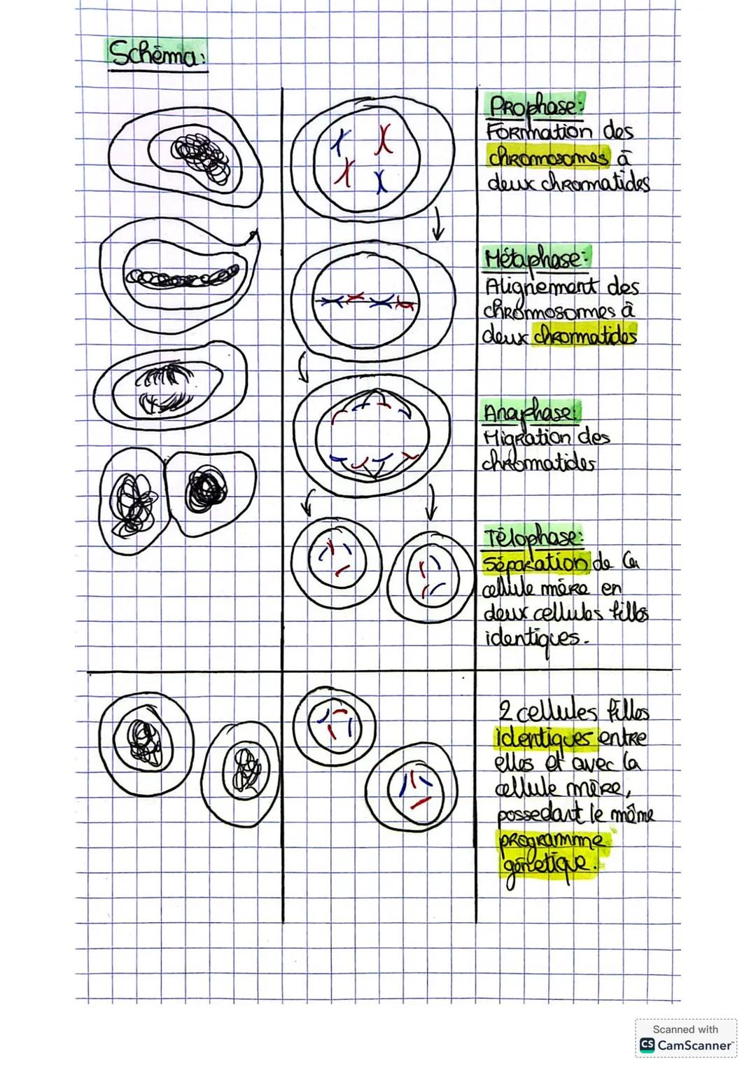 --- OCR Start ---
SVT
La mitose
Representation graphique:
Quartile
mitose
G2
20
S
G1
Q
Q/2
Temps
da mitose est un processus compose dene
div