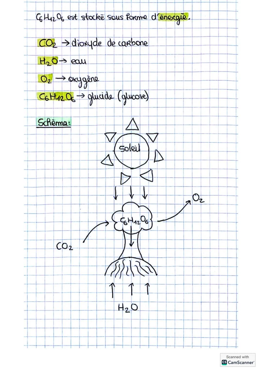 # La photosynthèse
La photosynthèse est le processus par lequel les
plartes transforment l'énergie Cuminelise en énergie
fchimique. des pla