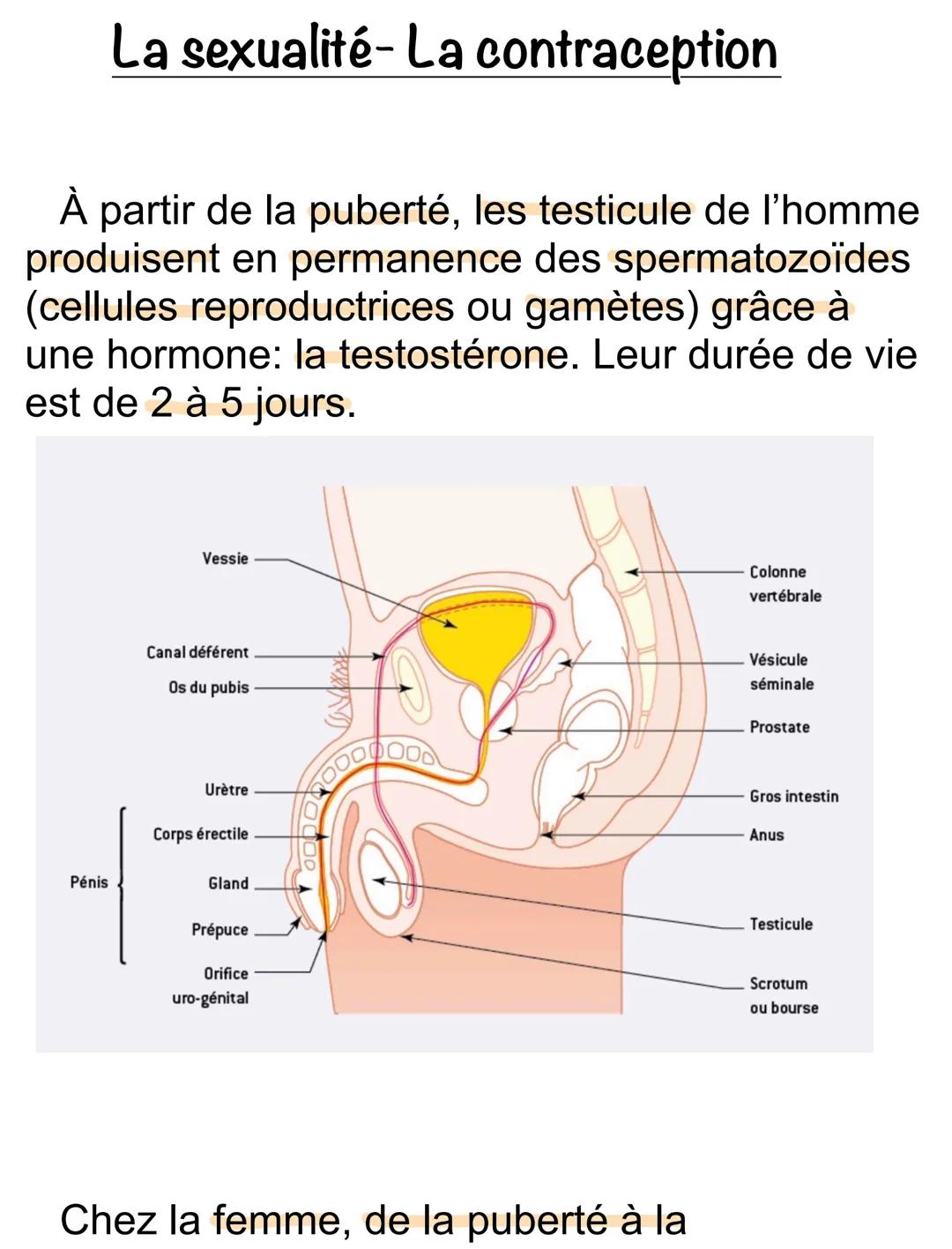 # La sexualité- La contraception
À partir de la puberté, les testicule de l'homme
produisent en permanence des spermatozoïdes
(cellules rep