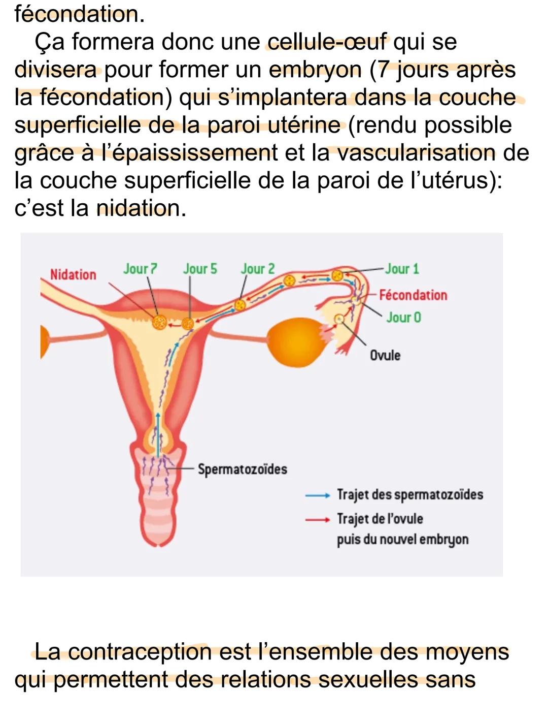 # La sexualité- La contraception
À partir de la puberté, les testicule de l'homme
produisent en permanence des spermatozoïdes
(cellules rep