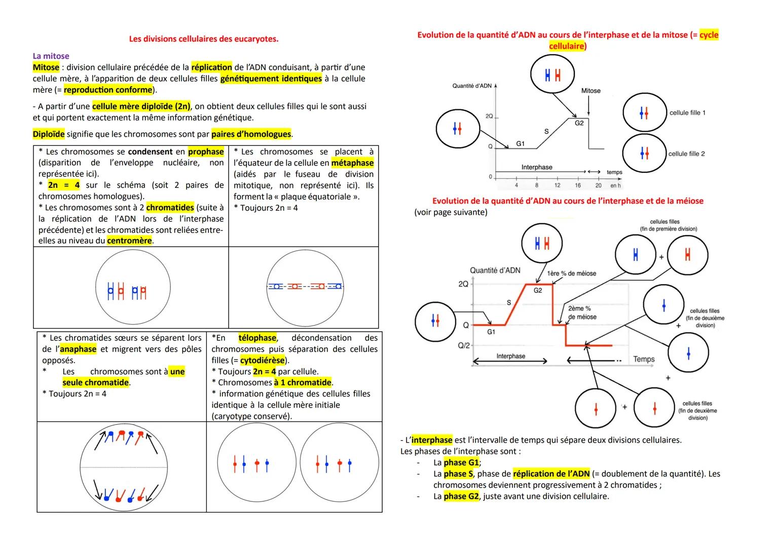 --- OCR Start ---
La mitose
Les divisions cellulaires des eucaryotes.
Mitose: division cellulaire précédée de la réplication de l'ADN condui