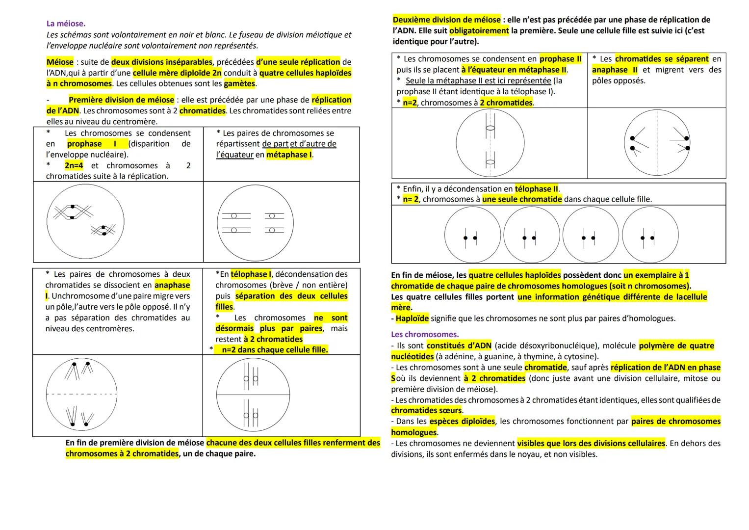 --- OCR Start ---
La mitose
Les divisions cellulaires des eucaryotes.
Mitose: division cellulaire précédée de la réplication de l'ADN condui