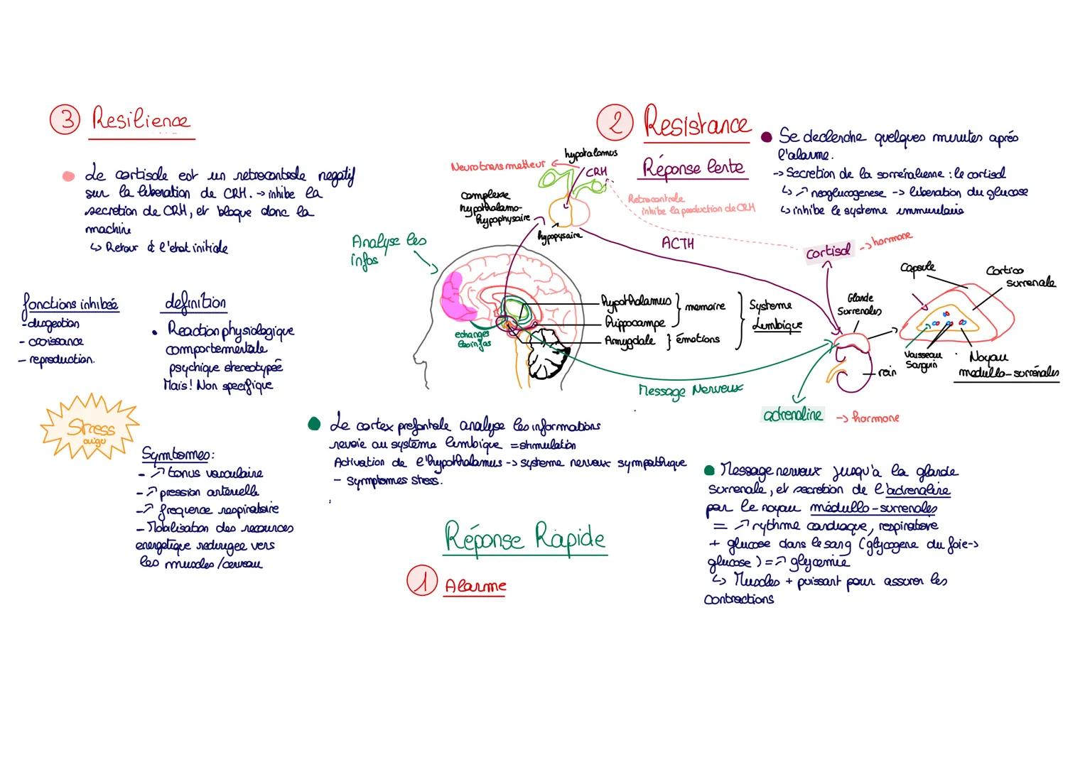 ### ③ Resilience
* de cortisole est un retrocontede negatif
sur la leberation de CRH. → inhibe la
secretion de CRH, er bloque don