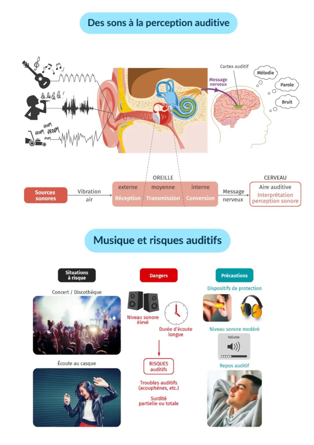 Π
chapitre 4
entendre la musique
bilan activité 1
l'oreille = organe complexe, organisé en 3 régions distinctes assurant différentes fonctio