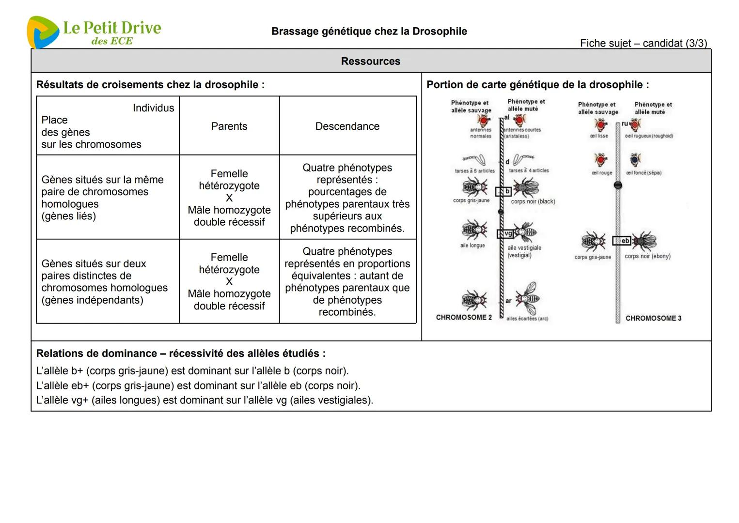 Le Petit Drive
des ECE
Brassage génétique chez la Drosophile
Contexte
Fiche sujet
— candidat (1/3)
Dans un laboratoire de génétique, parmi d