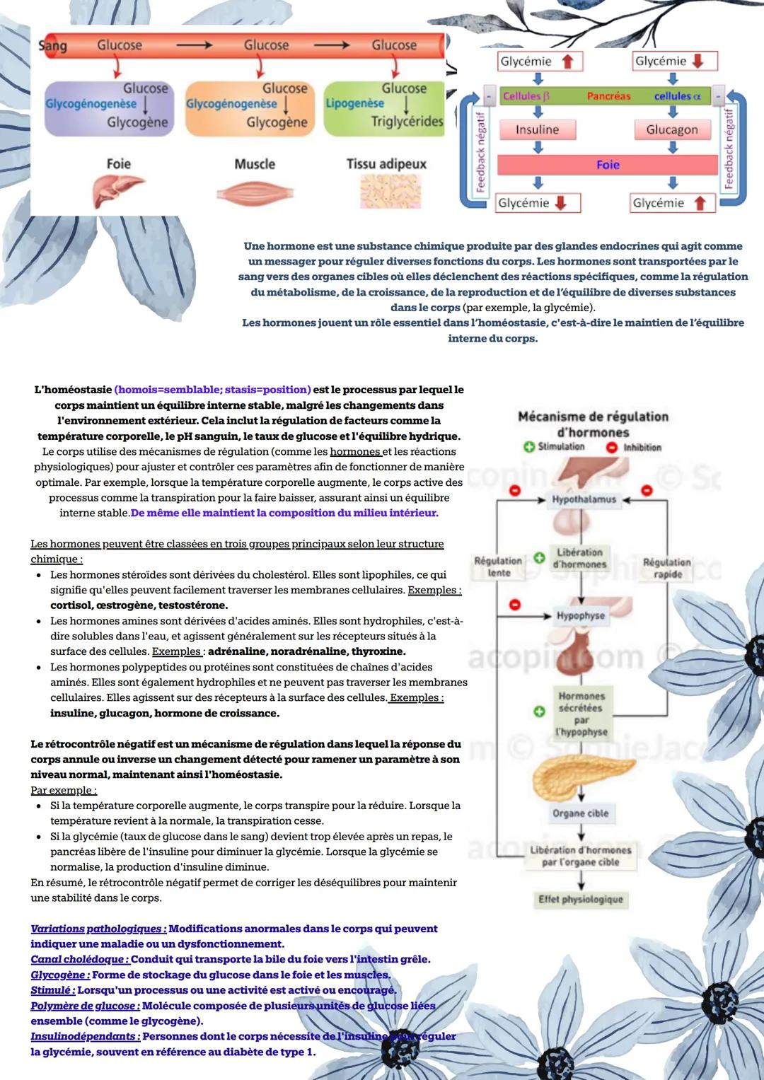 # Le pancréas et la régulation de la glycémie
La glycémie est la concentration de glucose (sucre) dans le sang, généralement exprimée en gr