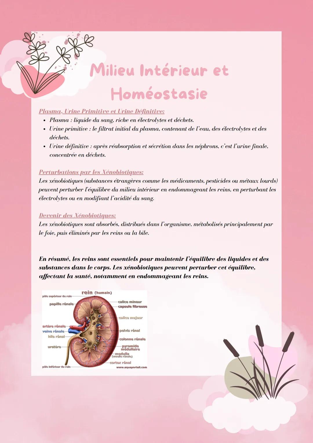 Milieu Intérieur et
Homéostasie
Le milieu intérieur est l'ensemble des liquides dans le corps
(liquide intracellulaire et extracellulaire) q