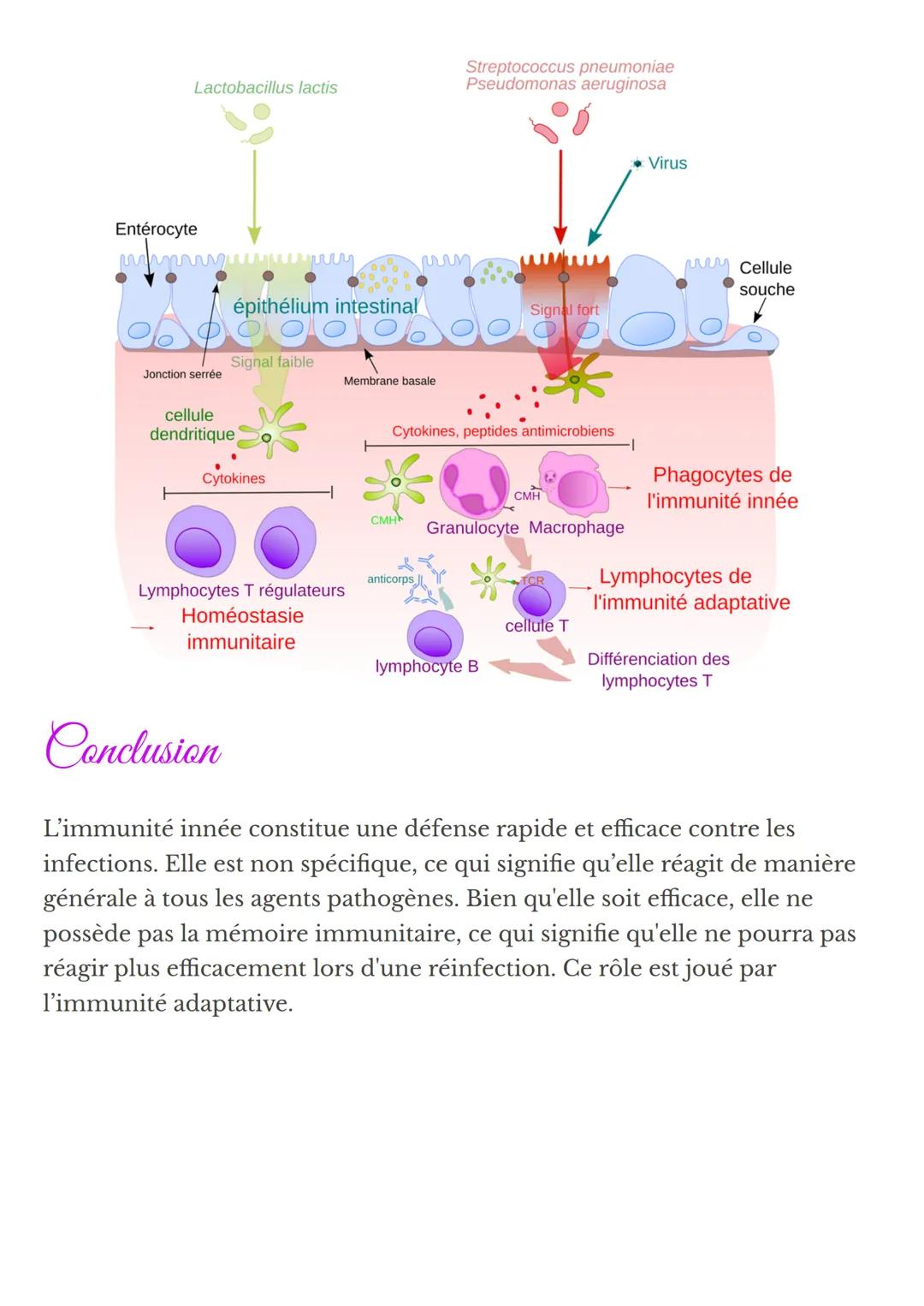 L'immunité innée
L'immunité innée est la première ligne de défense de l'organisme contre
les infections. Elle est présente dès la naissance
