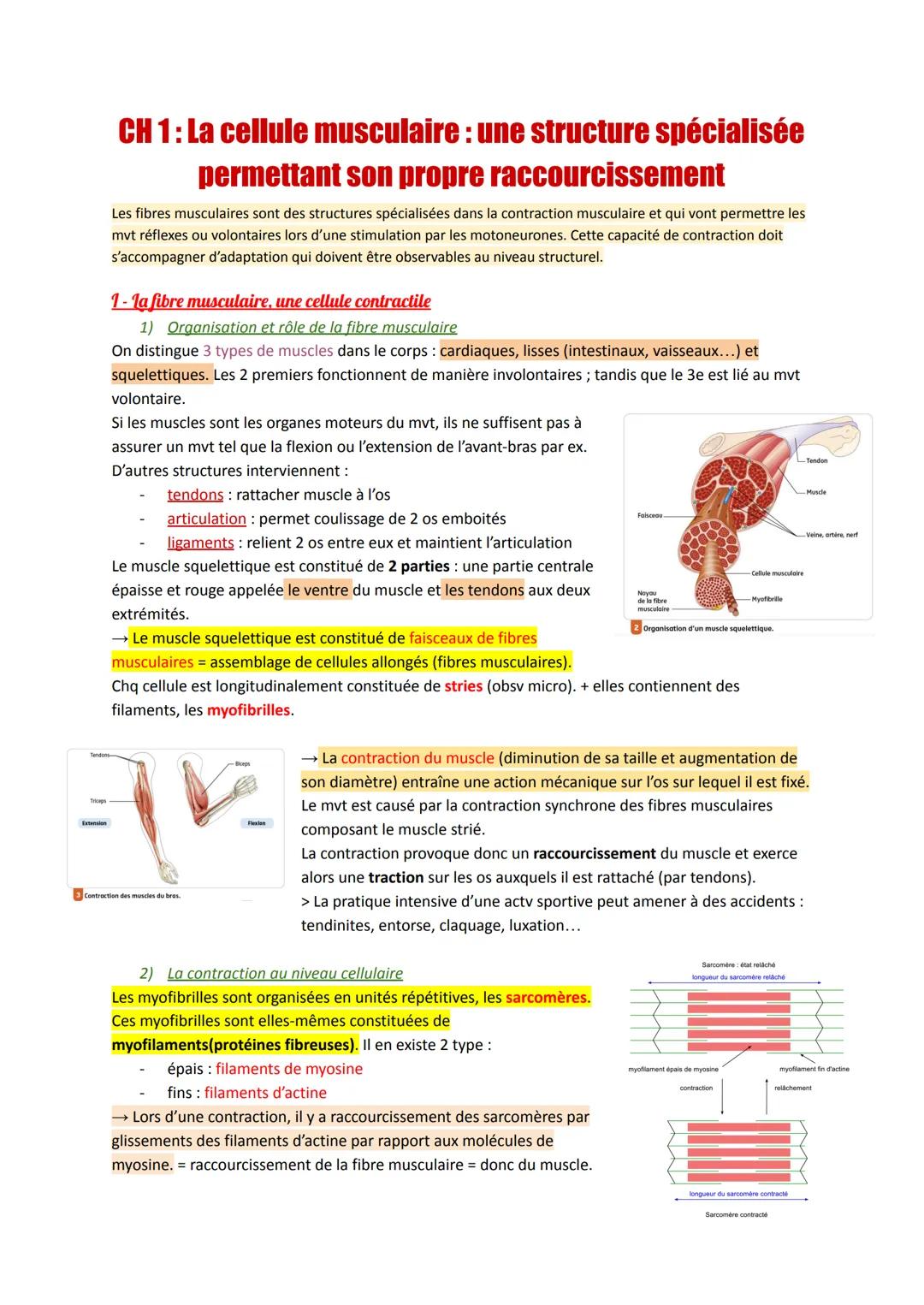 CH 1: La cellule musculaire : une structure spécialisée
permettant son propre raccourcissement
Les fibres musculaires sont des structures sp