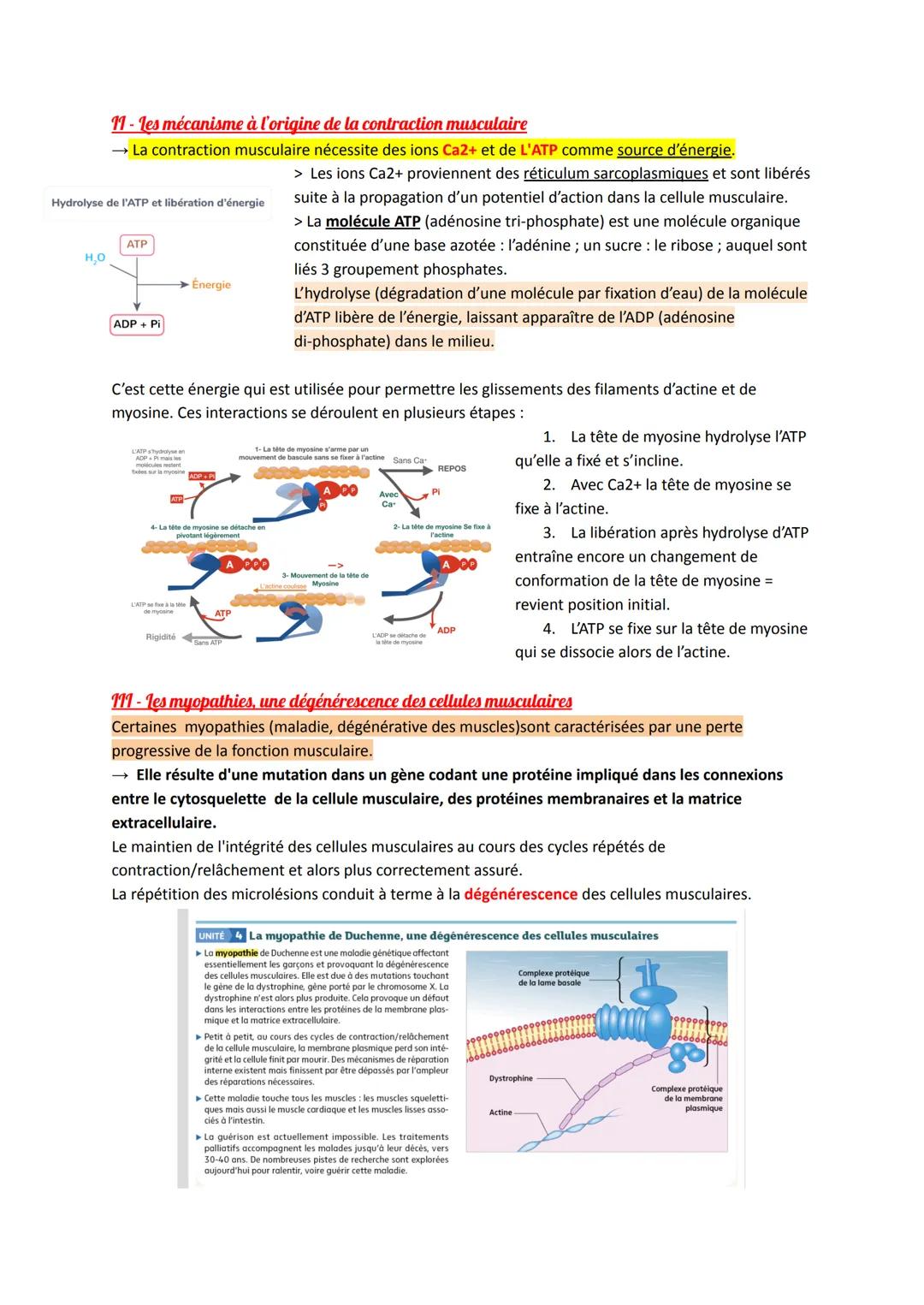 CH 1: La cellule musculaire : une structure spécialisée
permettant son propre raccourcissement
Les fibres musculaires sont des structures sp