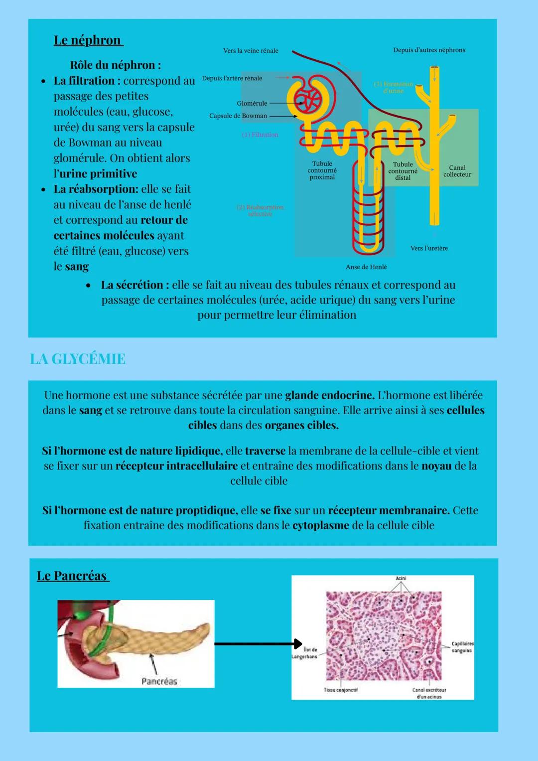 # HOMÉOSTASIE
# LE MILIEU INTÉRIEUR
Définition : le milieu intérieur correspond à l'ensemble des liquides extracellulaire de l'organisme.